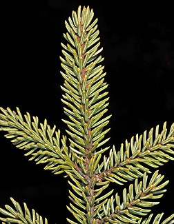 black spruce leaf