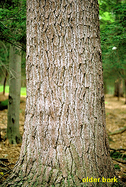 Eastern white pine (Pinus strobus) Flower, Leaf, Care, Uses - PictureThis