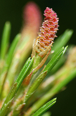 Eastern white pine (Pinus strobus), Minnesota DNR