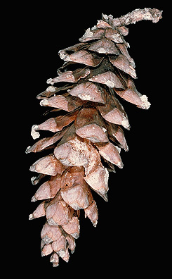 5' Long Needle Pine Tree w/ Cones