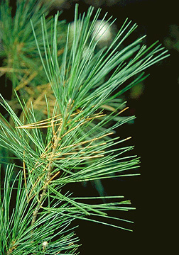 Eastern White Pine (Pinus strobus)