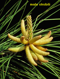 loblolly pine leaf