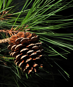 loblolly pine leaf