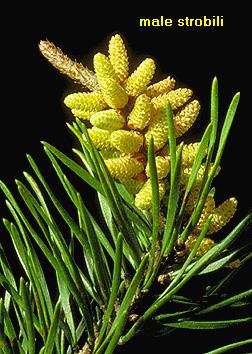 Pine Needles Information and Facts