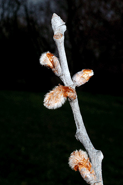 populus alba