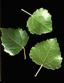 populus alba