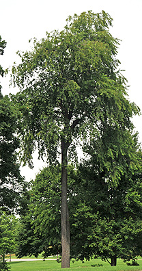 prunus serotina