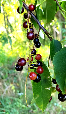 wild cherry tree identification