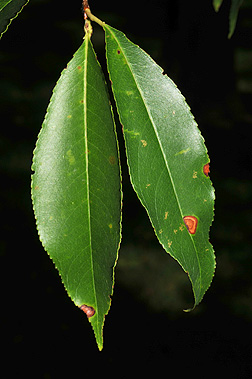 black cherry leaf fall