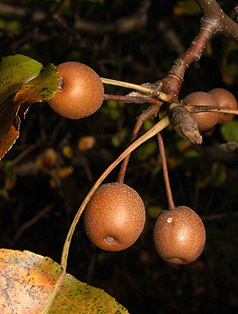 pyrus calleryana fruit