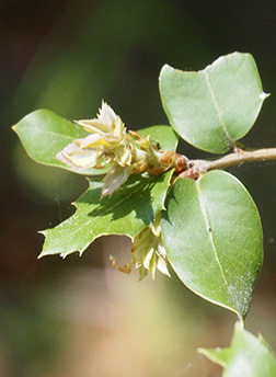 Virginia Tech Dendrology Fact Sheet