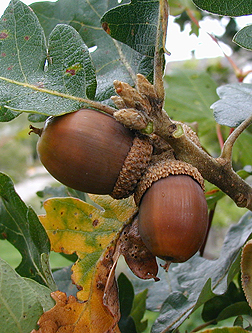 quercus garryana