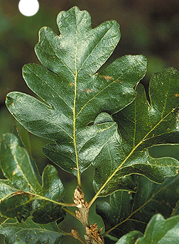 quercus garryana