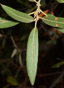 Silver Leaf Oak Tree
