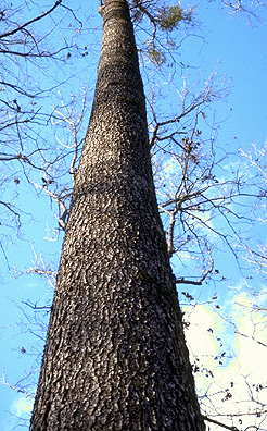 quercus pagoda