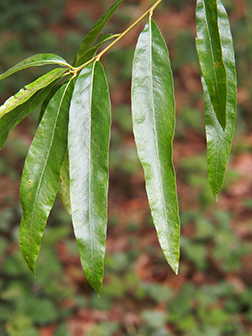 water oak tree leaves