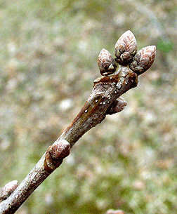 Virginia Tech Dendrology Fact Sheet