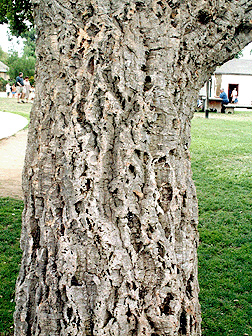 quercus suber