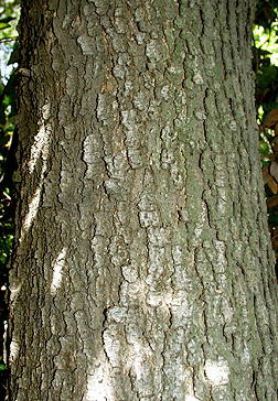 Virginia Tech Dendrology Fact Sheet