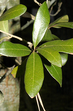 southern live oak tree leaves