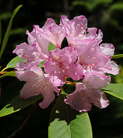 pacific rhododendron fruit