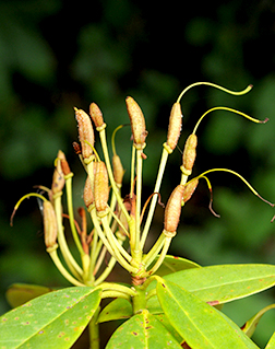 pacific rhododendron fruit