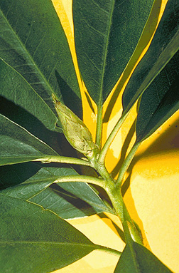 pacific rhododendron fruit