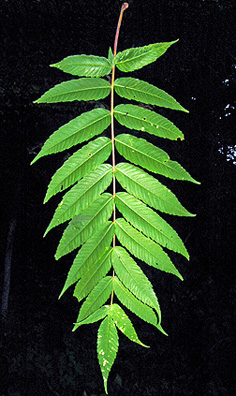 Staghorn Sumac - Rhus typhina