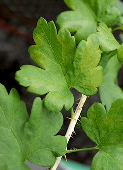 Virginia Tech Dendrology Fact Sheet