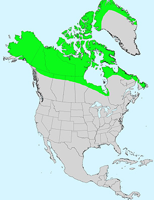 Size Charts - Arctica