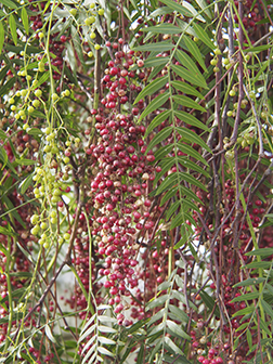 Virginia Tech Dendrology Fact Sheet