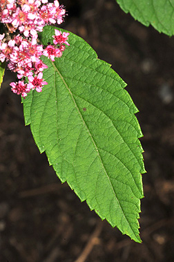 Virginia Tech Dendrology Fact Sheet