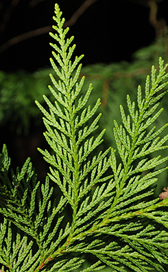 red cedar tree leaf