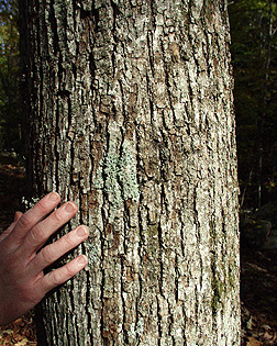 american linden tree