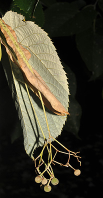 Basswood (Linden) (Trees of Manitoba) · iNaturalist