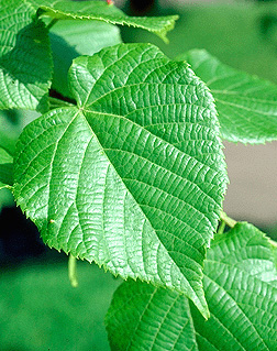 american linden tree leaves