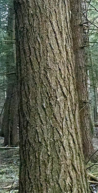 eastern hemlock bark