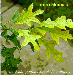 Iron deficiency can result in yellow leaves during summer. 