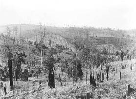 Cleared Forest