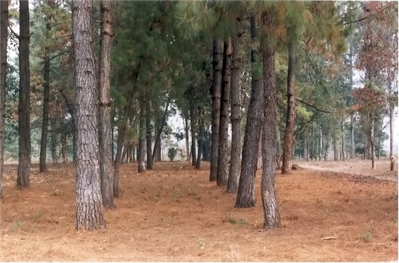 Pine Plantation (Look at the Straight Rows!)