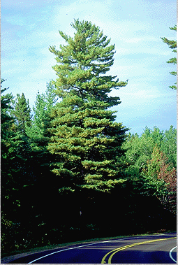 Eastern White Pine