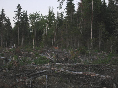 Deer in clear cut