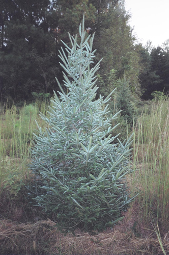 Fraser fir Christmas tree. 