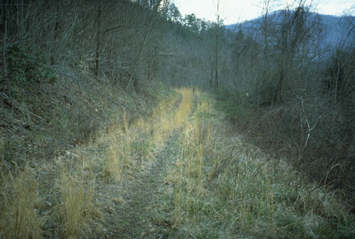 Logging road planted for wildlife and to prevent erosion