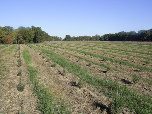 Seedlings of several different species planted on October 29, 2005 at Claybrooke Farm ( Louisa County , Virginia )