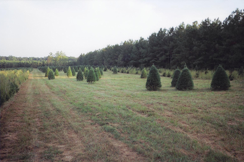 A field of Eastern white pine Christmas trees and various other species