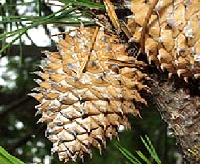 Seotinous cones of Table Mountain Pine