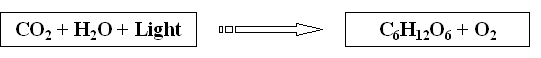 Photosynthesis Equation