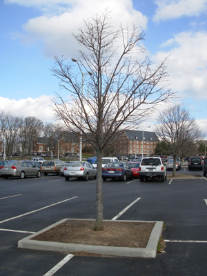 A tree growing in a parking lot in approximately a 4 foot by 4 foot growing area.