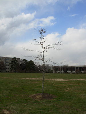 A tree growing in an open area that has ample room to grow.